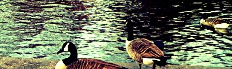 Ducks in Regent Park, London